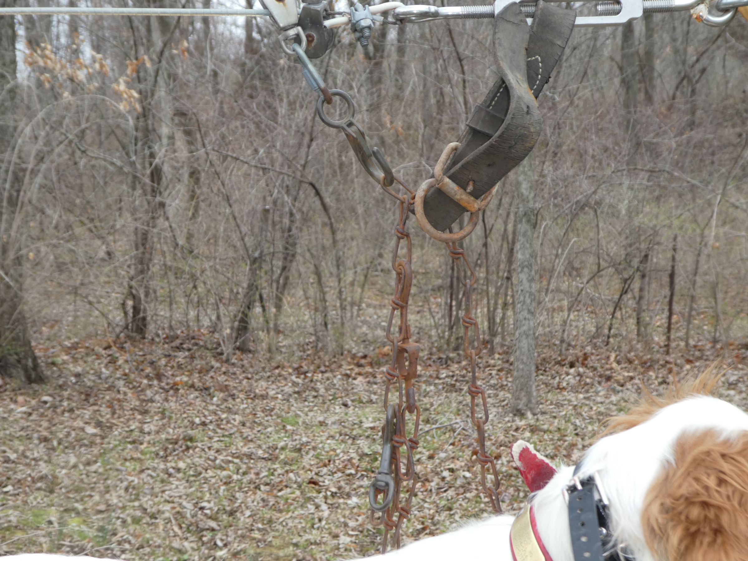 Force Fetch With Sally - Traveling Pointing DogsTraveling Pointing Dogs