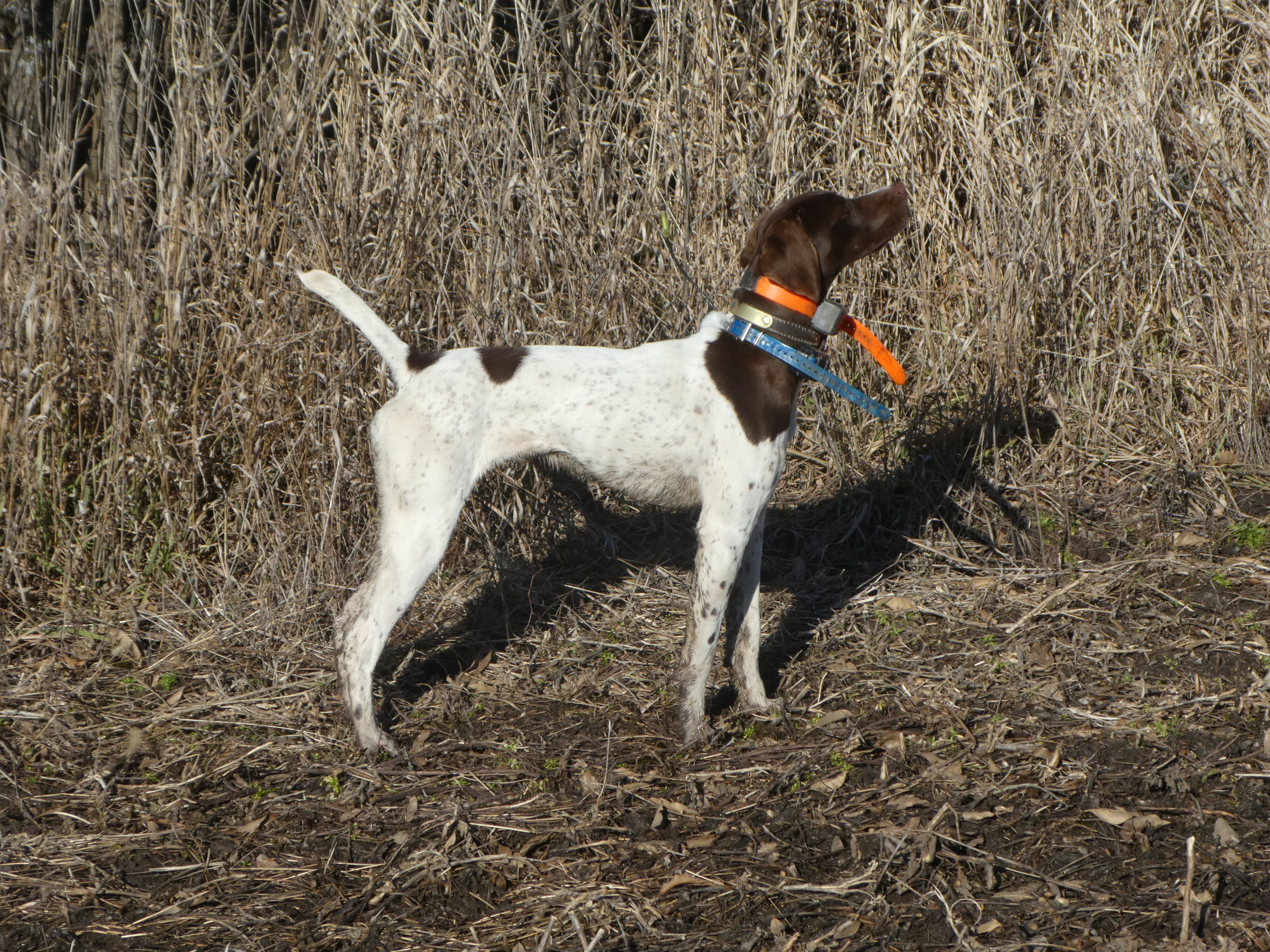 quail hunting pants