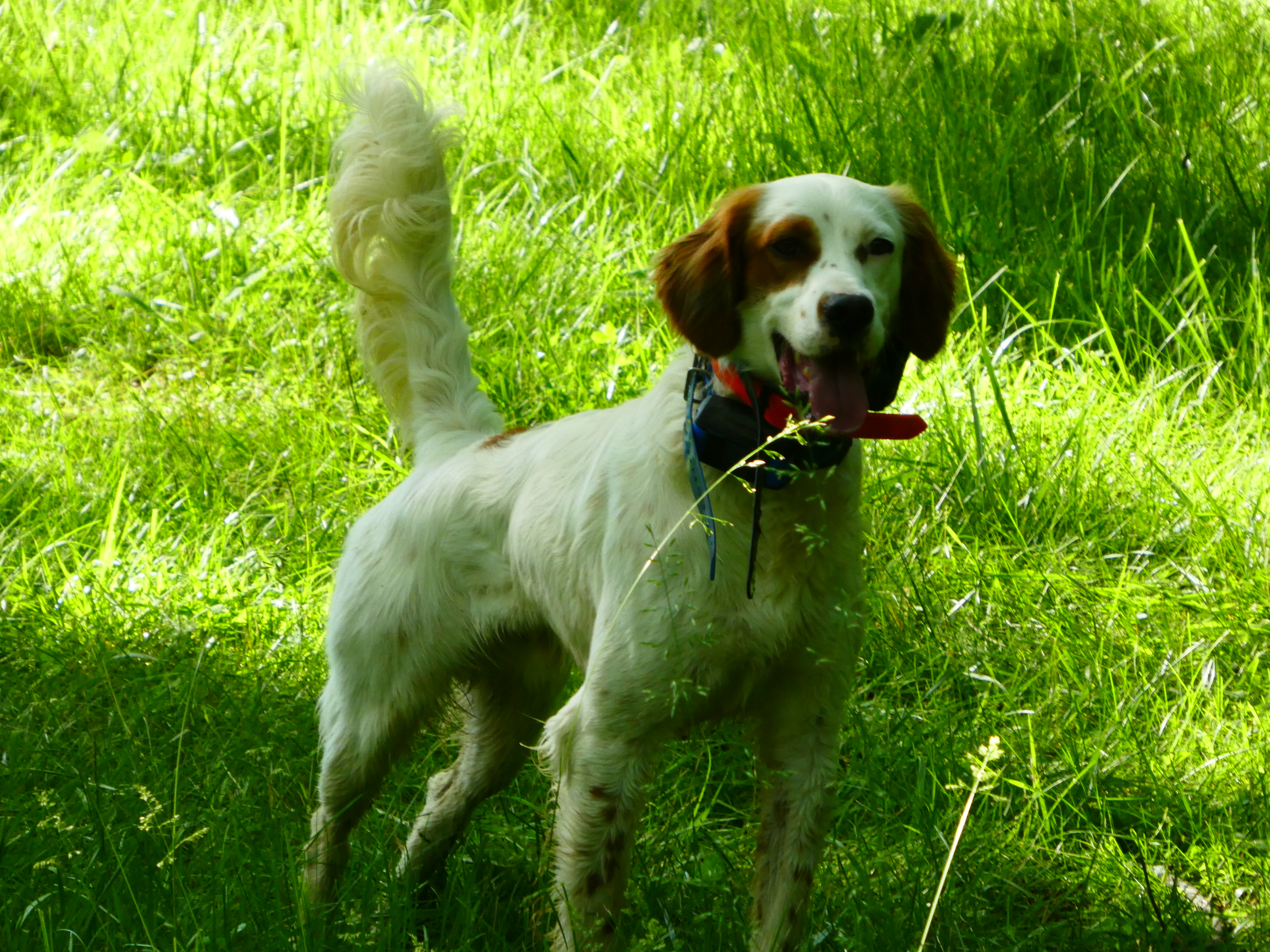 Training Of English Setters, 6/3/19 - Traveling Pointing DogsTraveling ...