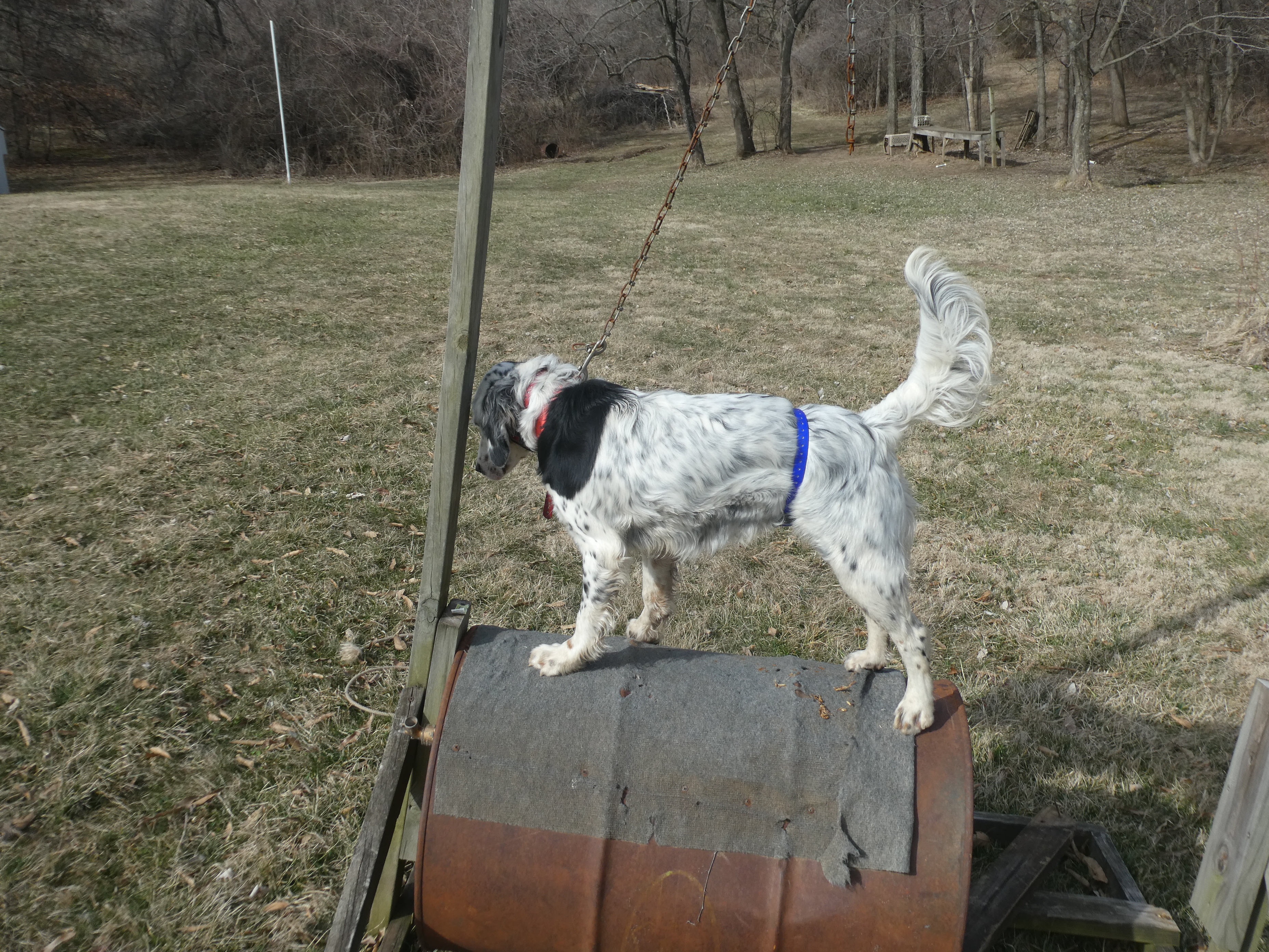 More Training Of Young Dogs - Traveling Pointing ...